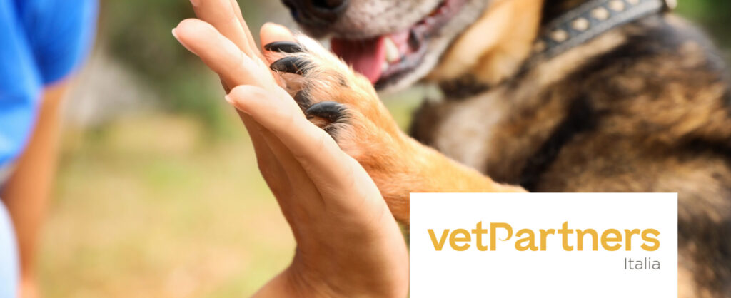Un cane che da la zampa al veterinario simbolo di collaborazione