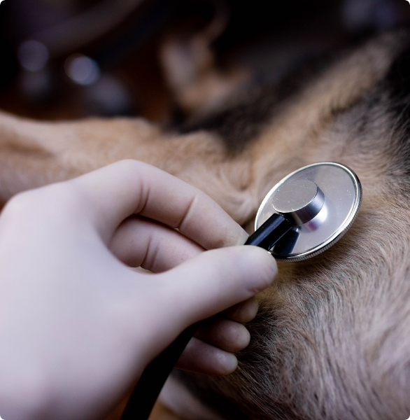 Auscultazione cuore cane Auscultazione cuore cane