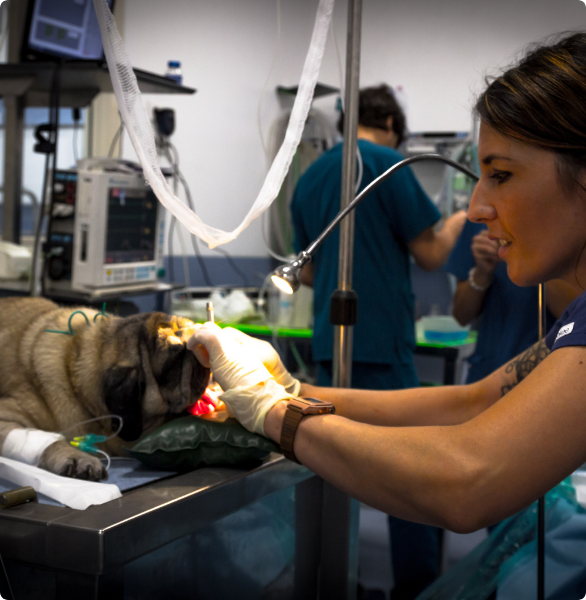 Cane anestetizzato per procedura endoscopica