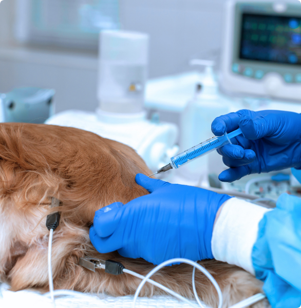 Cane con anestesia Cane anestetizzato per procedura diagnostica