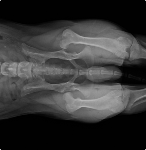 Cane con displasia dell'anca Raggi che mostrano una displasia bilaterale dell'anca in un cane