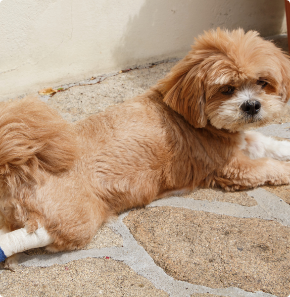 Cane con zampa fratturata Cane con zampa fratturata ingessata