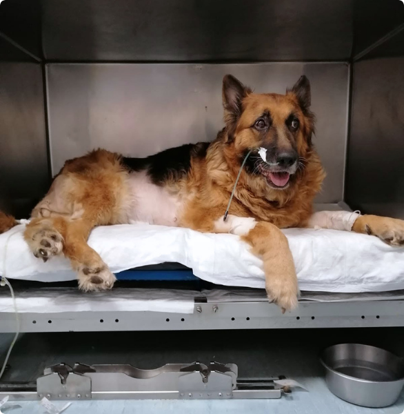 Cane in ripresa dopo avvelenamento da organofosforici Cane in degenza sotto controllo dopo essere stato curato per avvelenamento da organofosforici