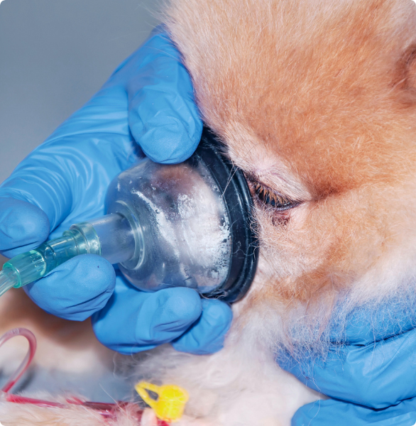 Cane sotto ossigeno terapia Un veterinario applica una maschera di ossigeno ad un cane per aiutarlo a respirare