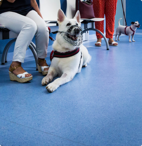 Cani in sala d'attesa Cane in sala d'attesa con museruola