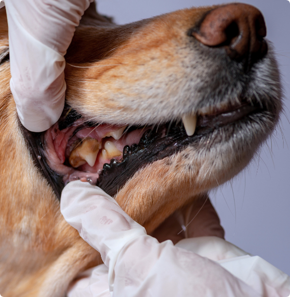 Controllo denti cane Veterinario controlla i denti ad un cane