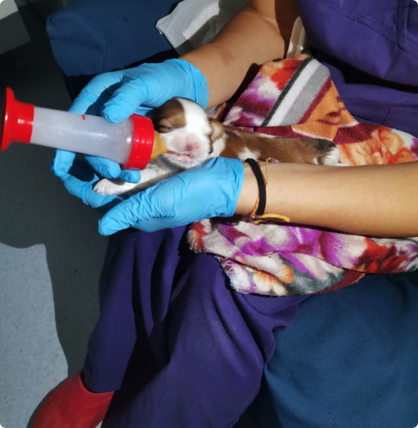 Cura cuccioli Cura cuccioli nati in clinica veterinaria a Catania