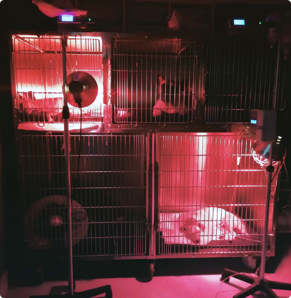 Reparto degenza cani, sottoposti a terapia