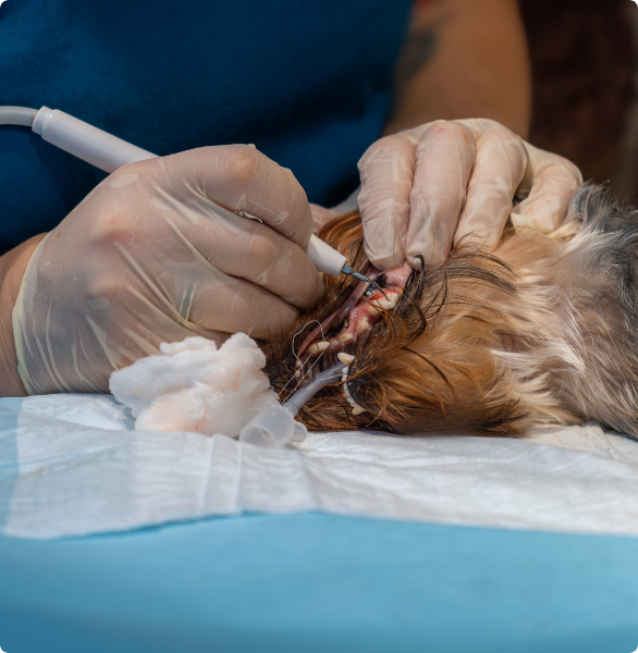 Detartrasi cane Cane sedato durante detartrasi