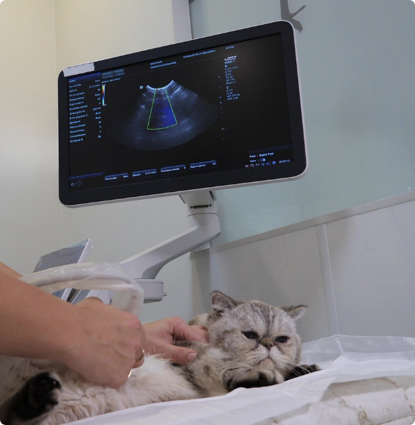 Doppler gatto Gatto durante l’ecocardiografia Doppler