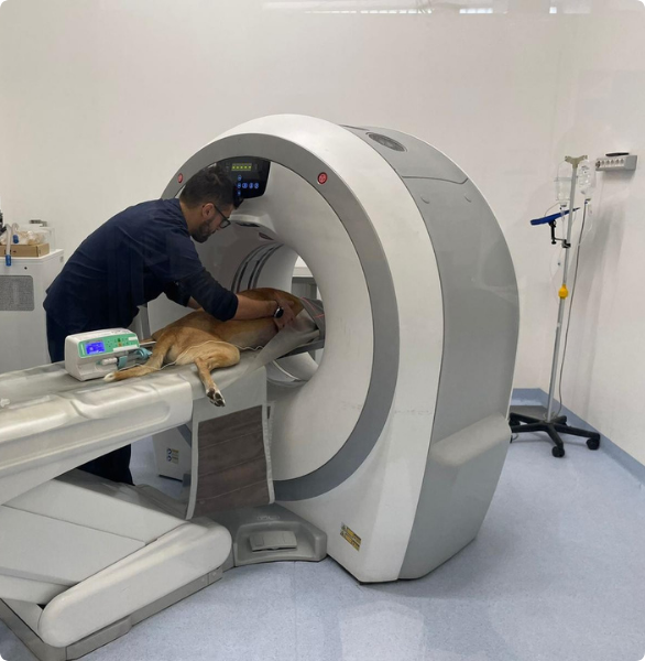 Esame diagnostico avanzato cane durante esame diagnostico TAC per un controllo specialistico