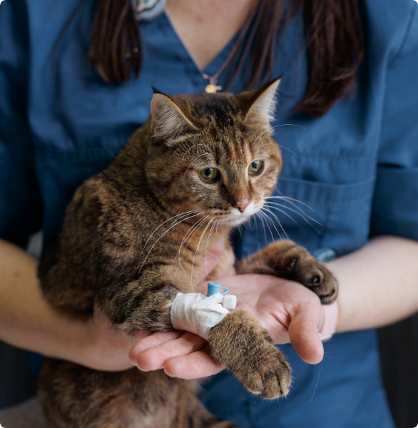 Gatto in degenza con catetere