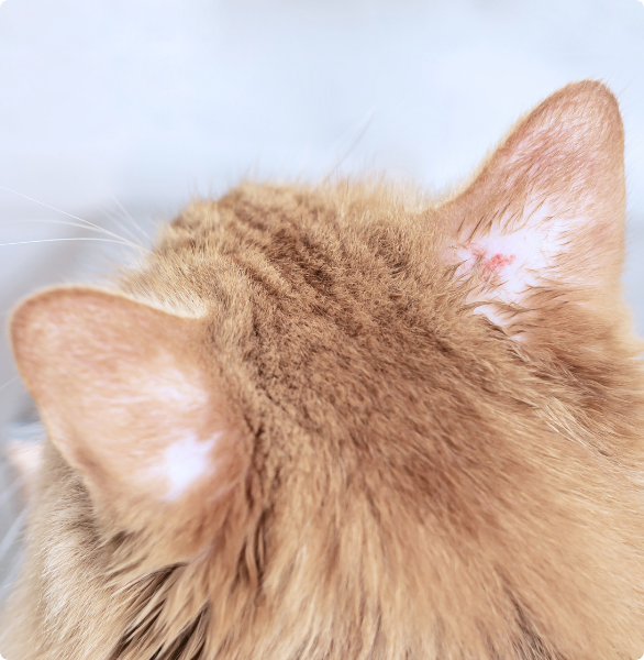 Gatto con problemi di perdita di pelo sulle orecchie