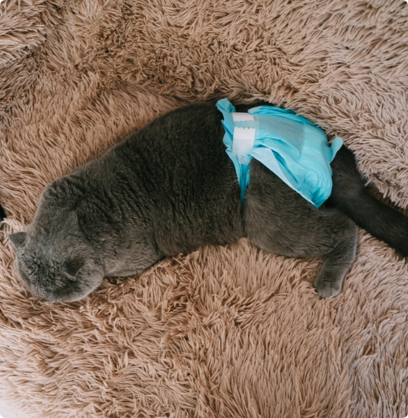 Gatto con pannolino per problemi urinari Gatto con pannolino per problemi urinari