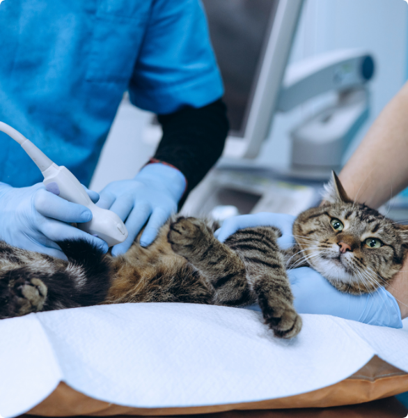 Ecografia ad un gatto