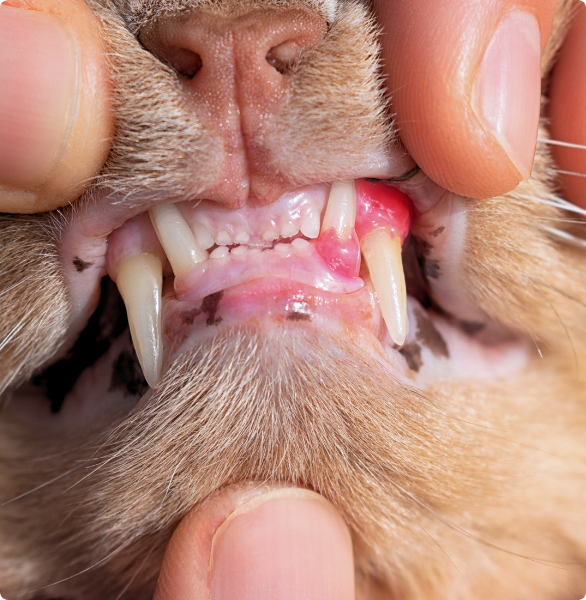 Gatto gengive infiammate Gatto con gengive infiammate