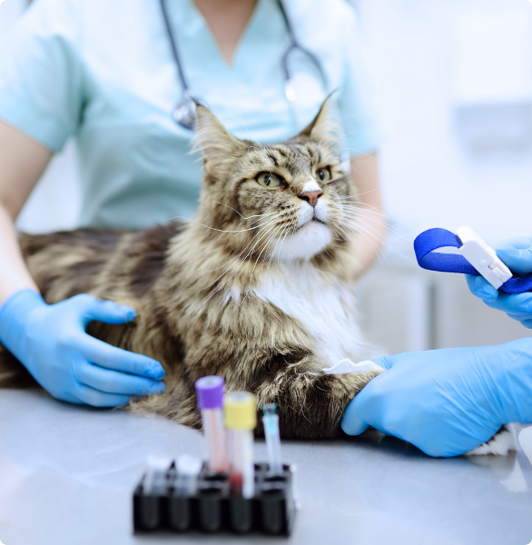Esami del sangue Gatto, durante un prelievo di sangue per degli esami