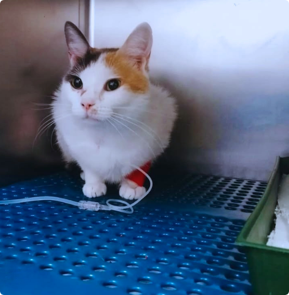 Gatto ricoverato in terapia intensiva, con trattamento di fluidoterapia