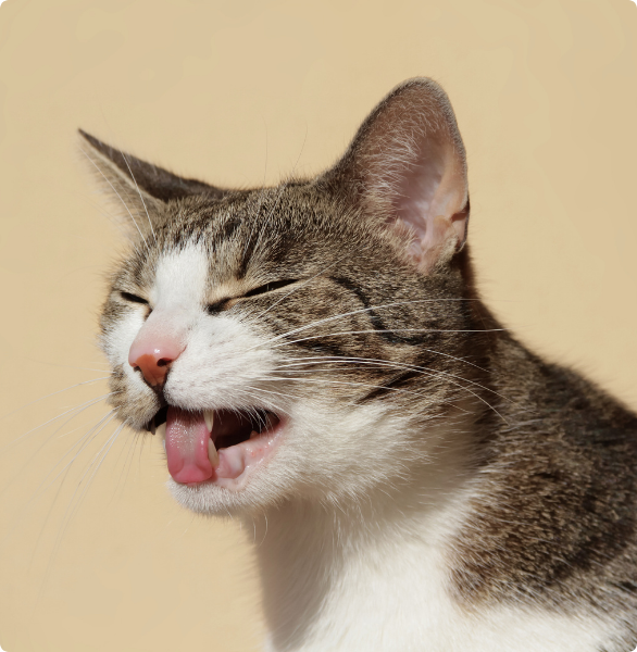 Gatto vomita