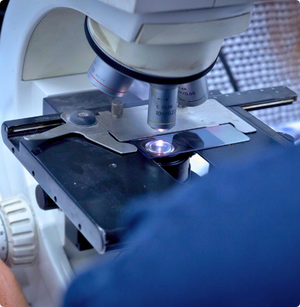 Indagini al microscopio Analisi al microscopio, nel laboratorio analisi interno della Clinica Veterinaria Città di Catania