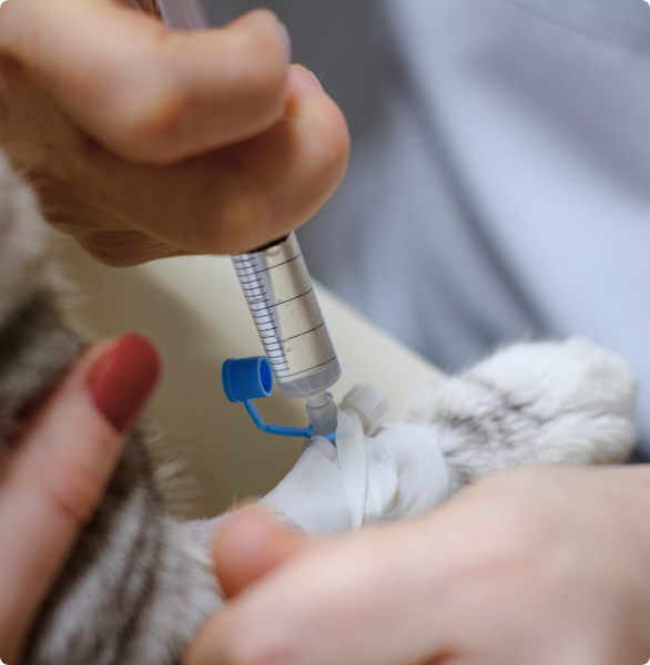 Medicazione ad un gatto Medicazione ad un gatto tramite catetere