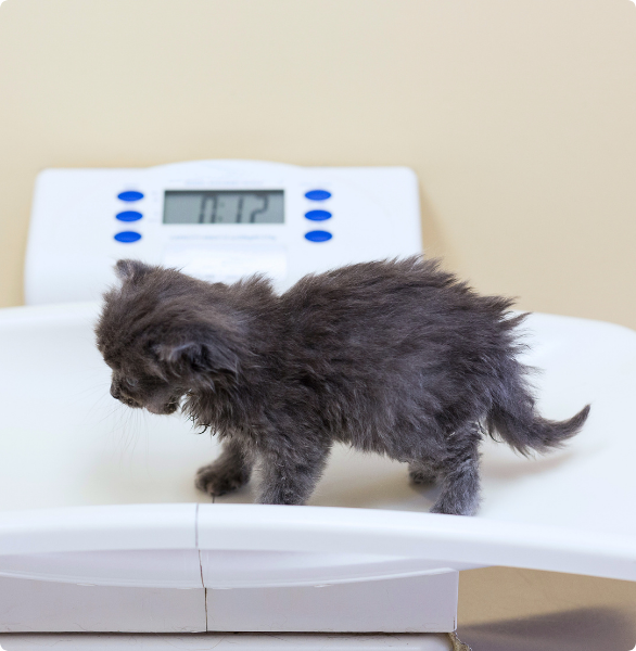 Micino pesato Cucciolo di gatto di pochi mesi, viene pesato