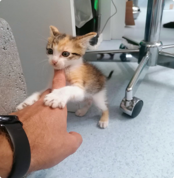 Prima visita gattino