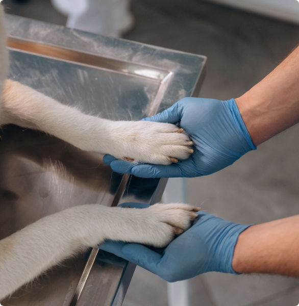 Pronto Soccorso Veterinario Un cane poggia le zampe sulle mani di un medico veterinario