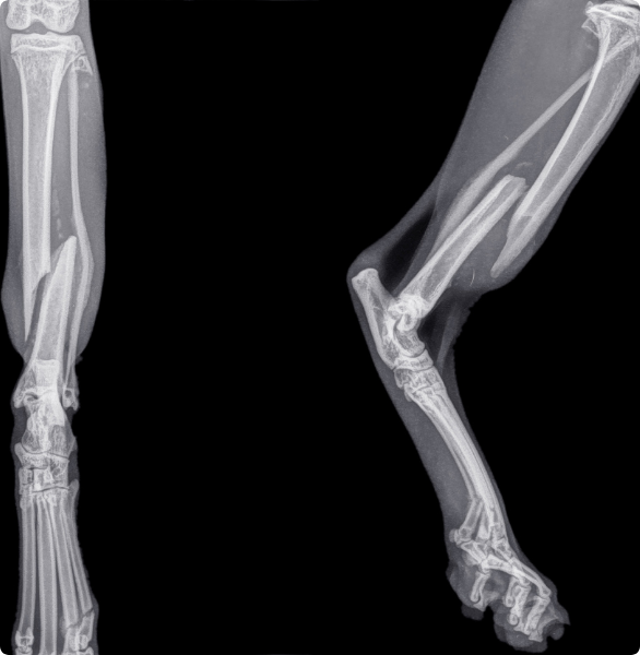 RX di zampa rotta gatto Radiografia di un gatto che mostra una frattura nella zampa