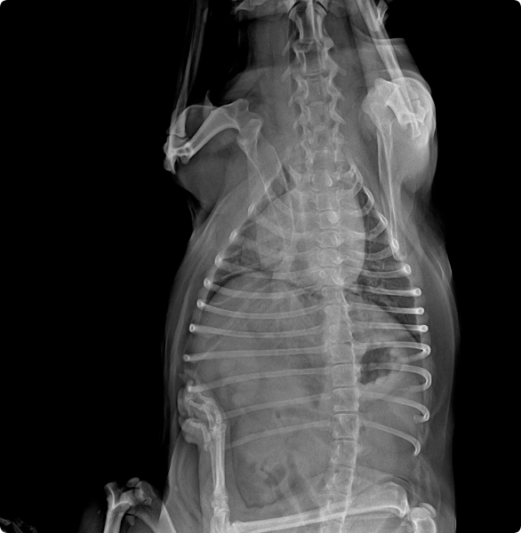 Radiografia lipoma RX ad un gatto che mostra la presenza di un lipoma