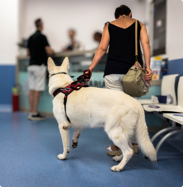 Sala d'attesa della Clinica Veterinaria Città di Catania, aperta h24