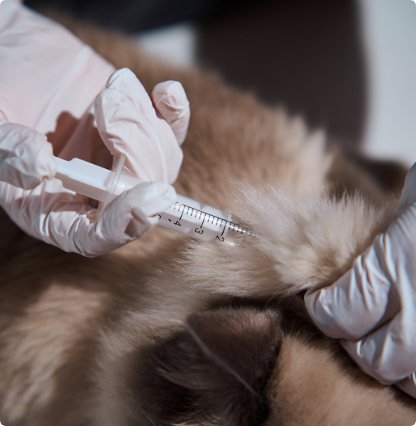 Vaccino gatti Gatto vaccinato