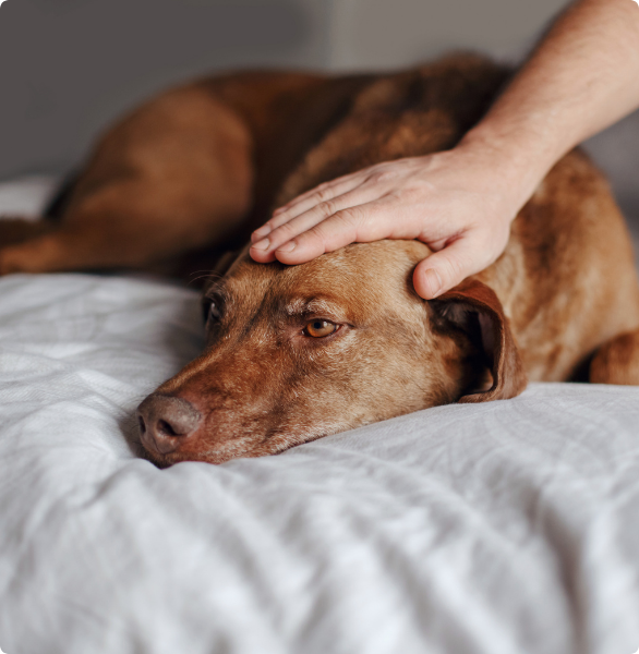 Cane mogio Cane che si sente poco bene